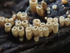 Phaeosolenia densa thumbnail 1