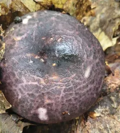 Variable Russula thumbnail 4