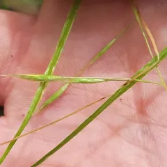 Flattened Oatgrass thumbnail 2