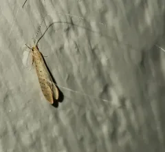 Nectopsyche pavida thumbnail 4