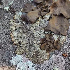 Punctelia stictica thumbnail 3