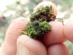 Small Twisted Moss thumbnail 2