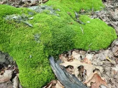stellar calcareous moss thumbnail 2