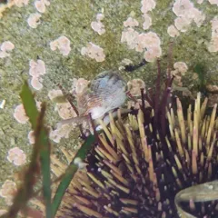 Wrinkled Amphissa thumbnail 1