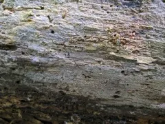 Scopuloides rimosa thumbnail 2
