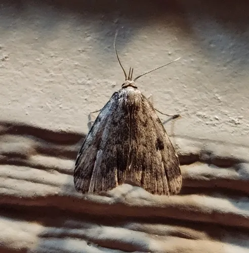 Masked Parahypenodes