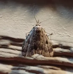 Masked Parahypenodes thumbnail 1