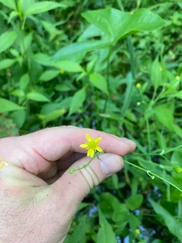 Water-plantain Spearwort