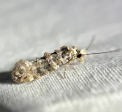 Clemens' Bark Moth thumbnail 4