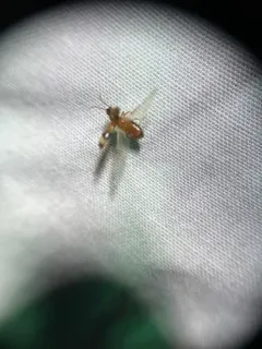 Notoxus calcaratus thumbnail 2