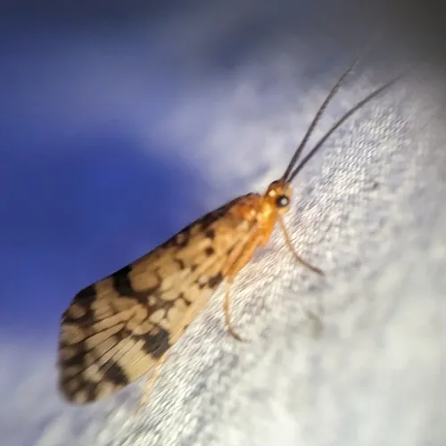 Laughing Giant Caddisfly