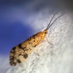 Laughing Giant Caddisfly thumbnail 1