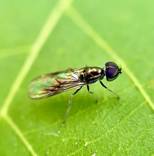 Clouded Centurion Fly