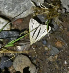 Two-striped Owlet thumbnail 2