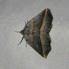 Dark Metanema Moth thumbnail 3