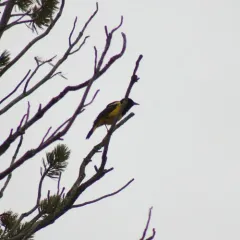 Scott's Oriole thumbnail 2