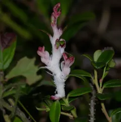 Lingonberry Gall thumbnail 2