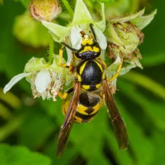 German Yellowjacket thumbnail 3