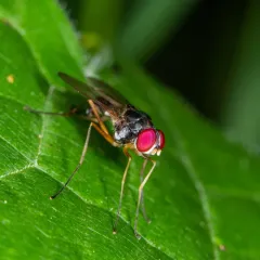 Tanypeza picticornis thumbnail 2