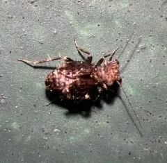 Pteroxanium kelloggi thumbnail 3