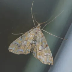 Pondside Crambid Moth thumbnail 4