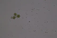Coelastrum astroideum thumbnail 2