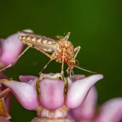 Cattail Mosquito thumbnail 4