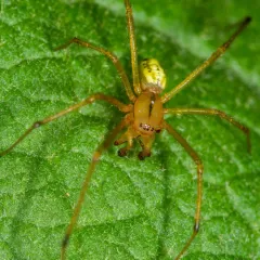 Common candy-striped spider thumbnail 4