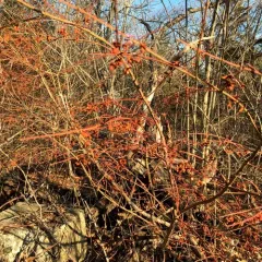winged euonymus thumbnail 2