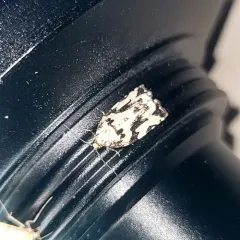 Boldly-marked Archips Moth thumbnail 3