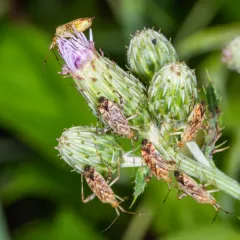 Clouded Plant Bug thumbnail 1