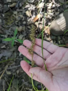 Ravenfoot Sedge thumbnail 1