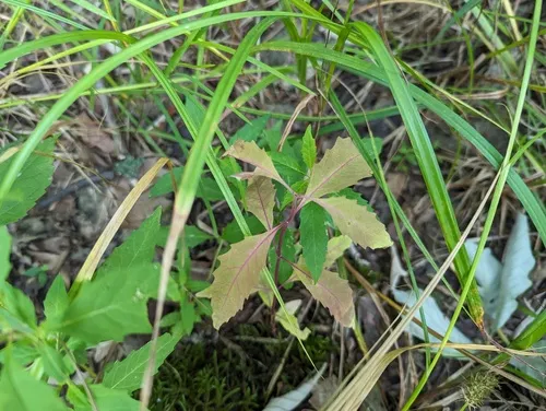taperleaf waterhorehound