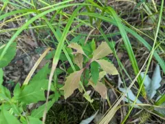 taperleaf waterhorehound thumbnail 1