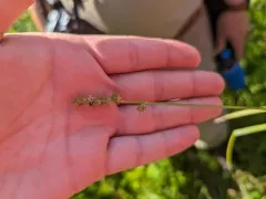 Soft Fox Sedge thumbnail 2