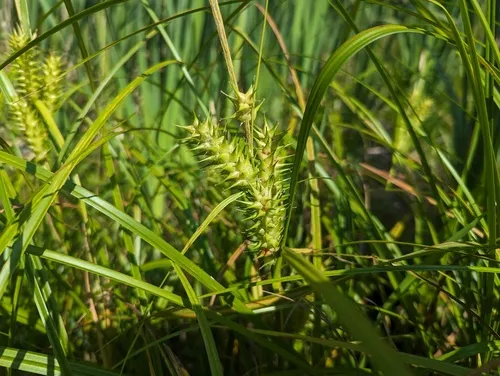 false hop sedge