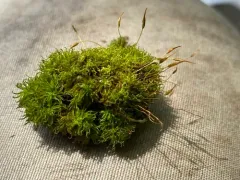Small Twisted Moss thumbnail 3