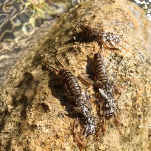 Shortwing Stonefly