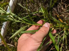 False loosestrife thumbnail 1