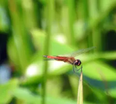 Striped Saddlebags thumbnail 3