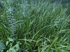 Beak Grass thumbnail 4
