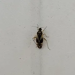 Obscure Plant Bug thumbnail 2