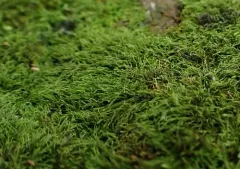 Algal Thread Moss thumbnail 2