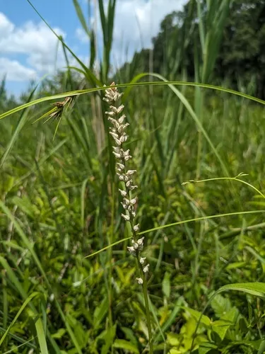 White-tubed Colicroot