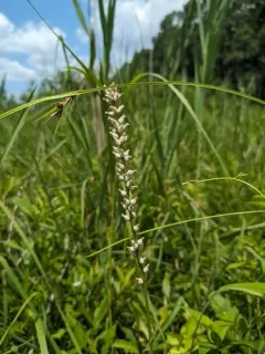 White-tubed Colicroot thumbnail 1