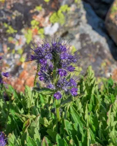 Lyall's Phacelia thumbnail 3