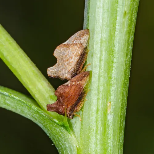Keeled Treehopper