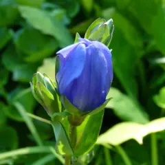 king's scepter gentian thumbnail 3