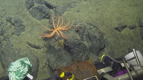 Freyellaster fecundus