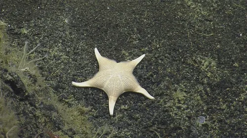 Mediaster tenellus
